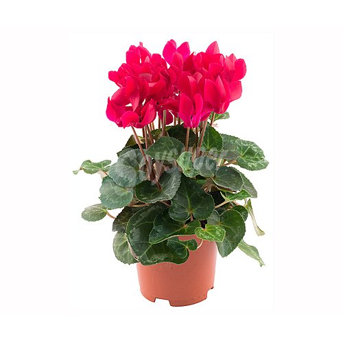 Planta Ciclamen mini, florabella