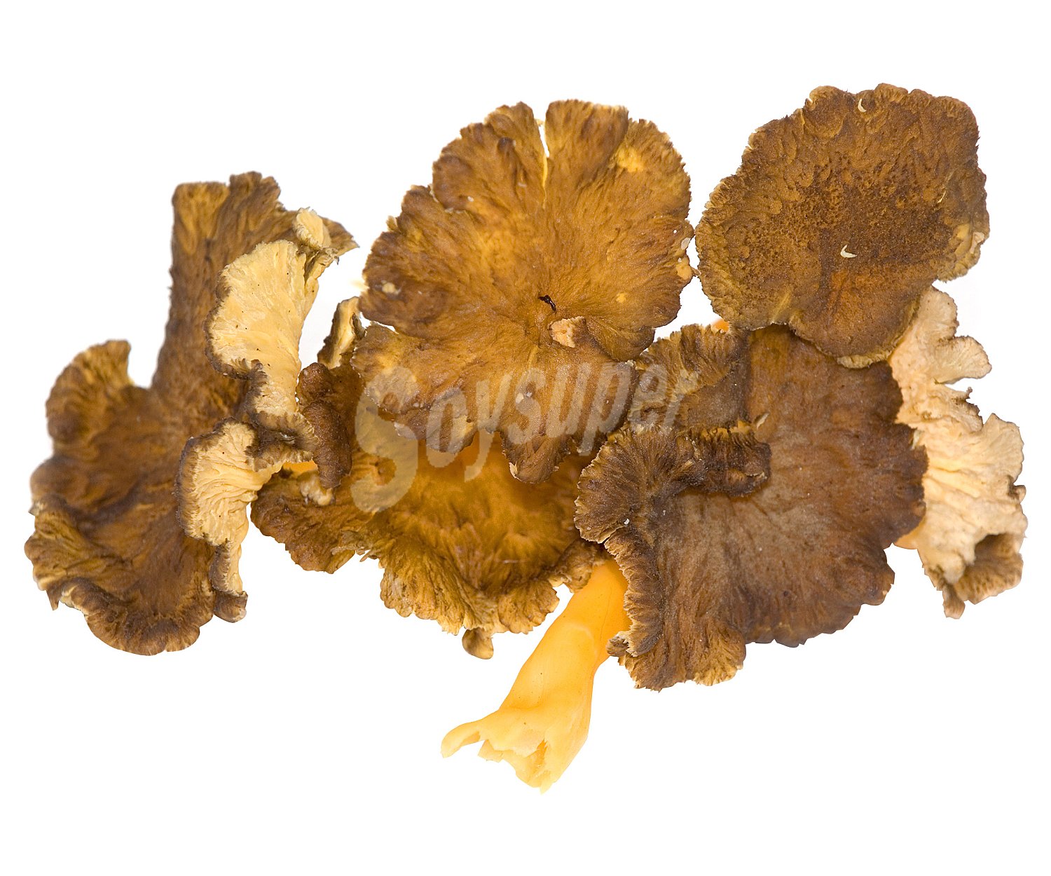 Seta Cantharellus Tubaeformis