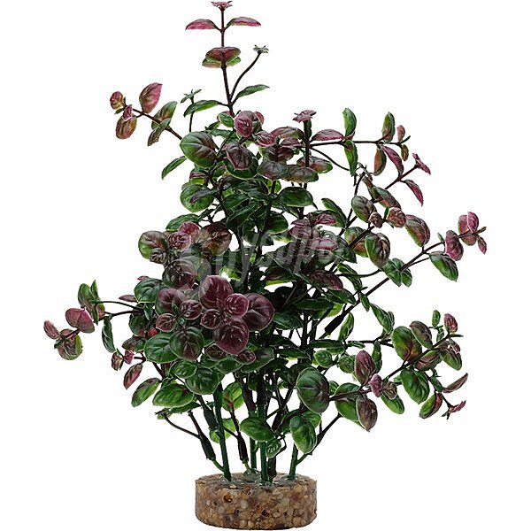 Marina planta decorativa 20 cm bacopa