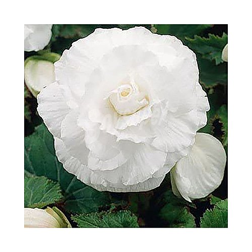 Begonia blanca calibre 4/5 - 3 bulbos, viveros.