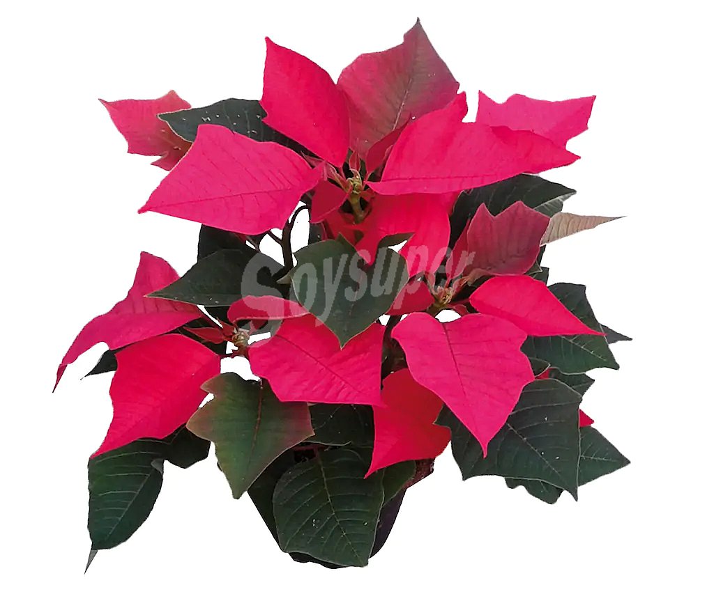 Poinsettia o flor de Pascua con maceta de 14 centímetros y 8 brotes viveros 1 unidad