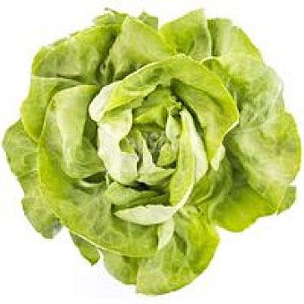 Lechuga Trocadero de Galicia