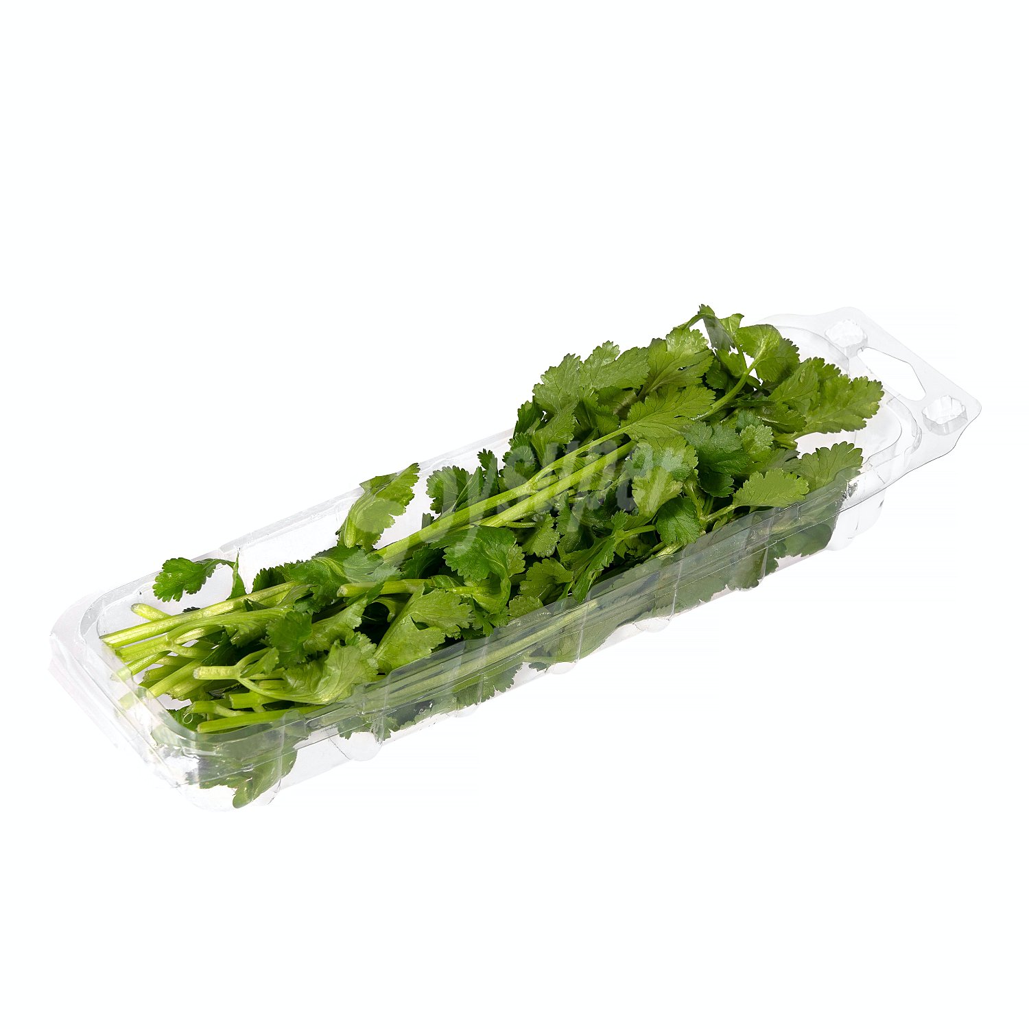 Cilantro